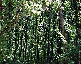 black sea forest